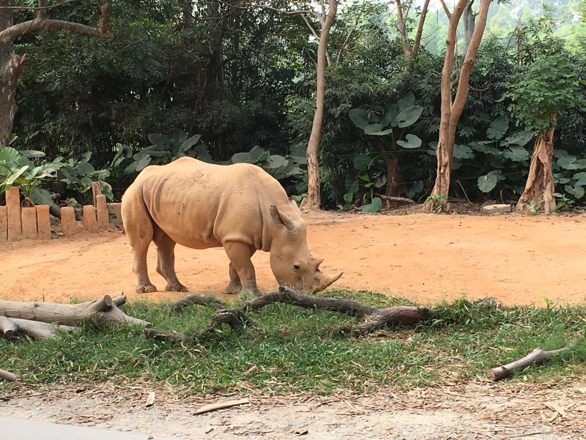 长隆野生动物世界