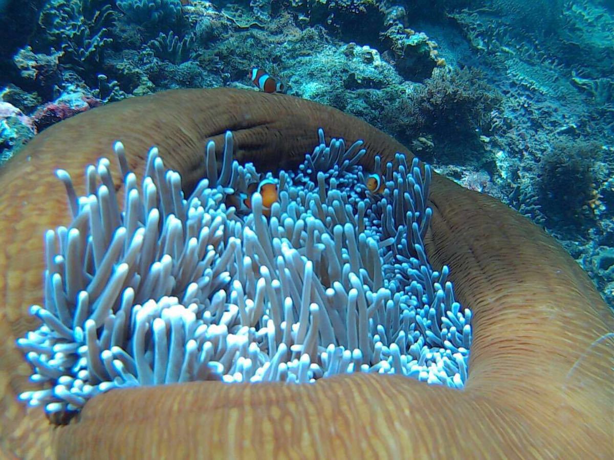 美人鱼岛_一条真实美人鱼_林允美人鱼-圈子花园图片