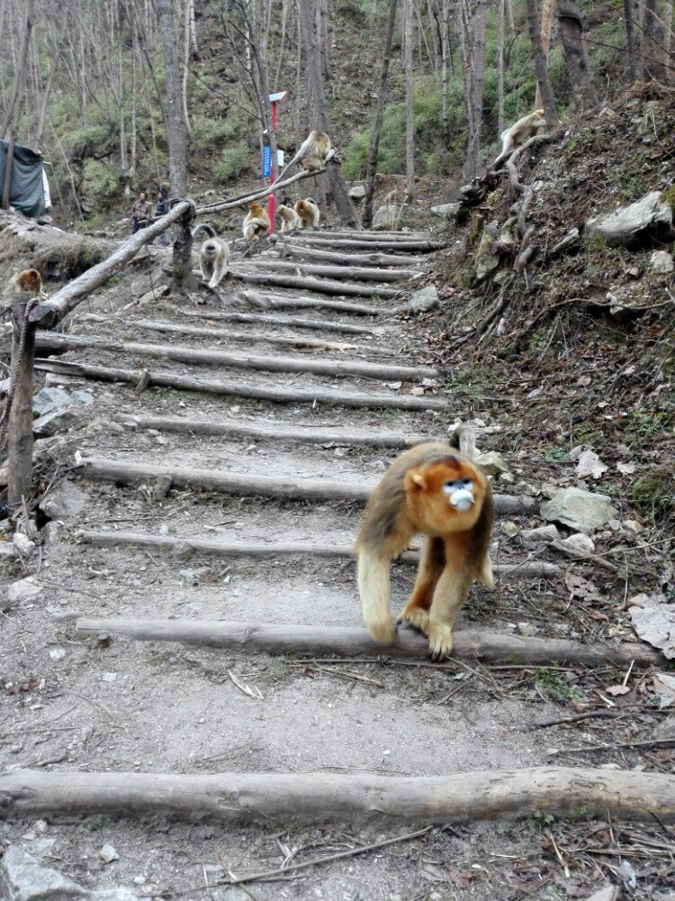 佛坪熊猫谷