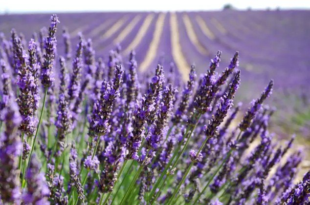 辟谣!法国申根协定暂停,持申根签证将无法顺利