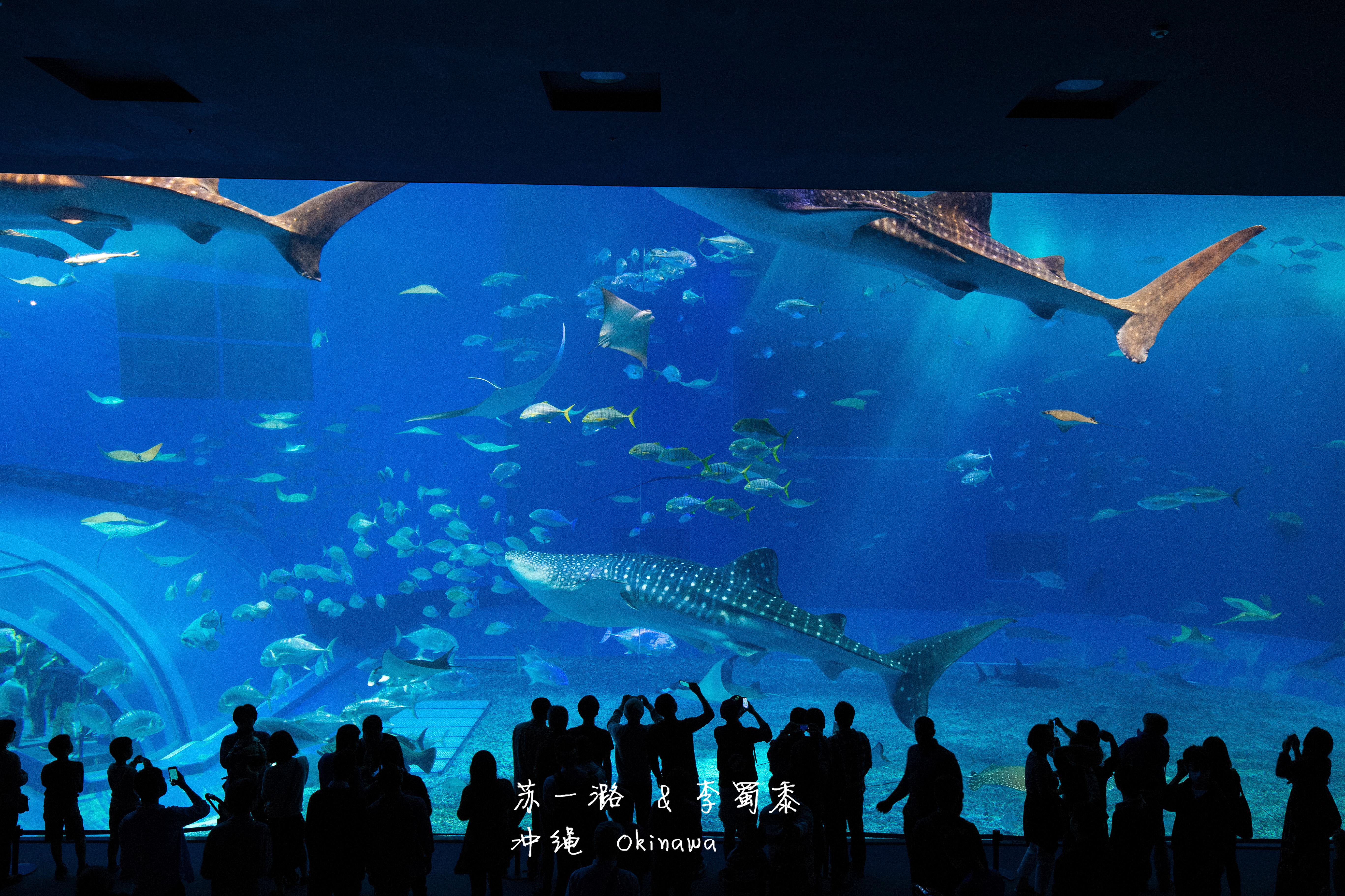 【携程攻略】冲绳冲绳美丽海水族馆景点,冲绳美丽海水族馆坐落在冲绳