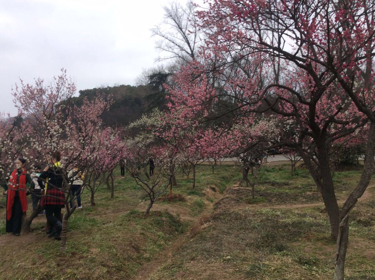 梅花山旅游景点攻略图