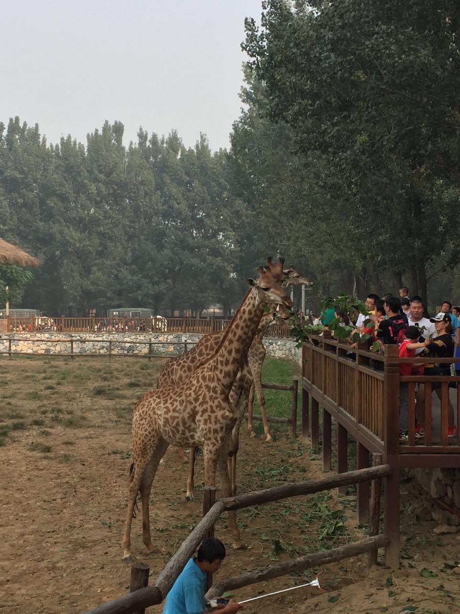 【携程攻略】北京北京野生动物园景点,带孩子老人去不