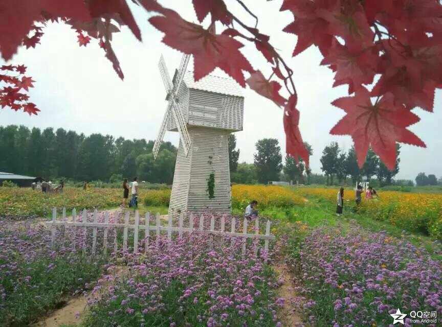 2019香草世界游玩攻略,有香草和薰衣草,夏天来超美.