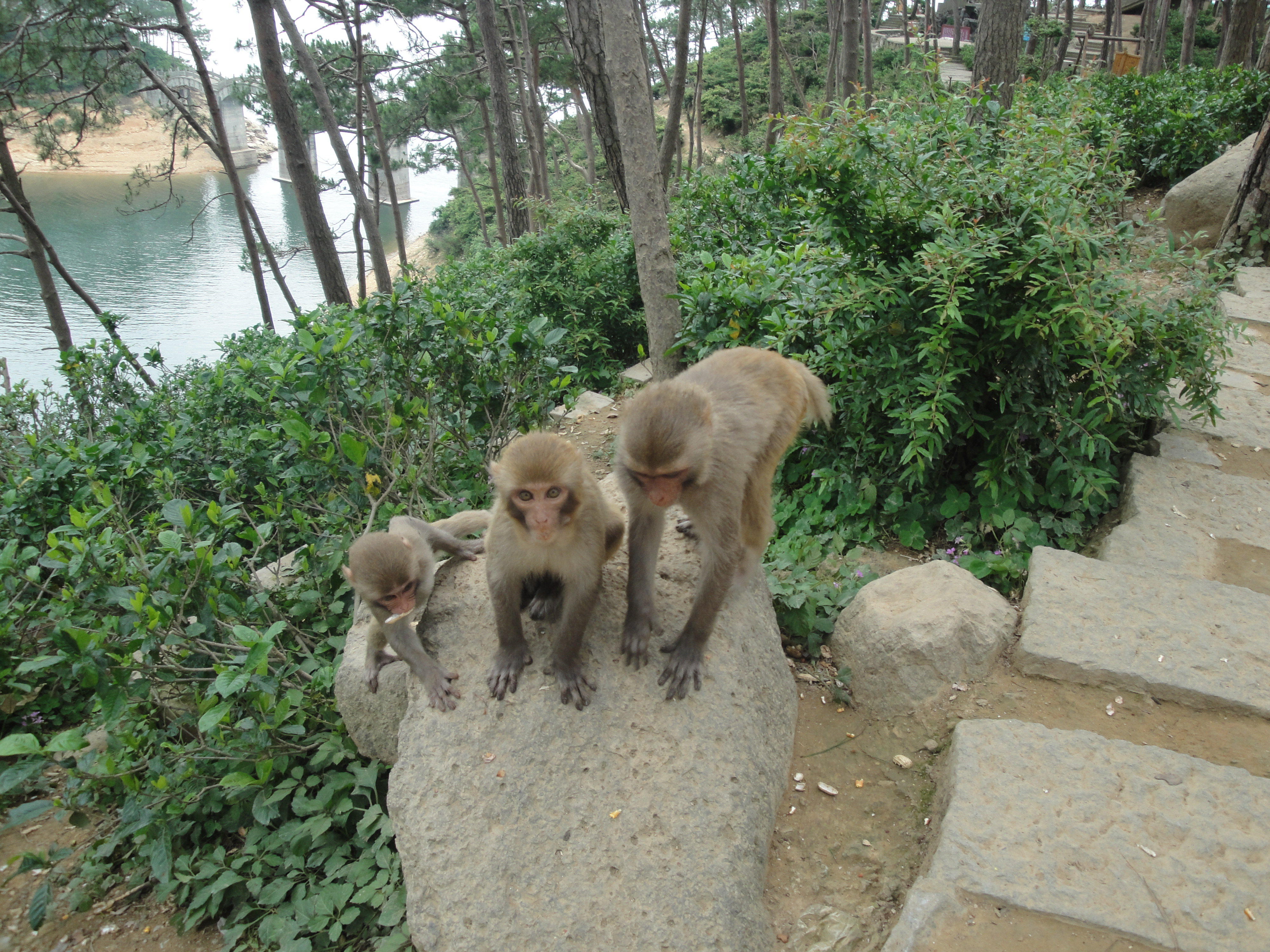 千岛湖猴岛好玩吗,千岛湖猴岛景点怎么样_点评_评价