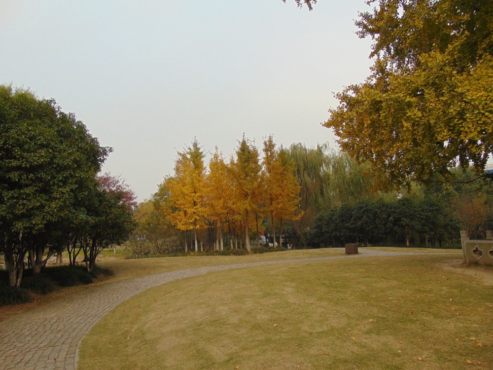 上海古银杏树公园好玩吗,上海古银杏树公园景点怎么样
