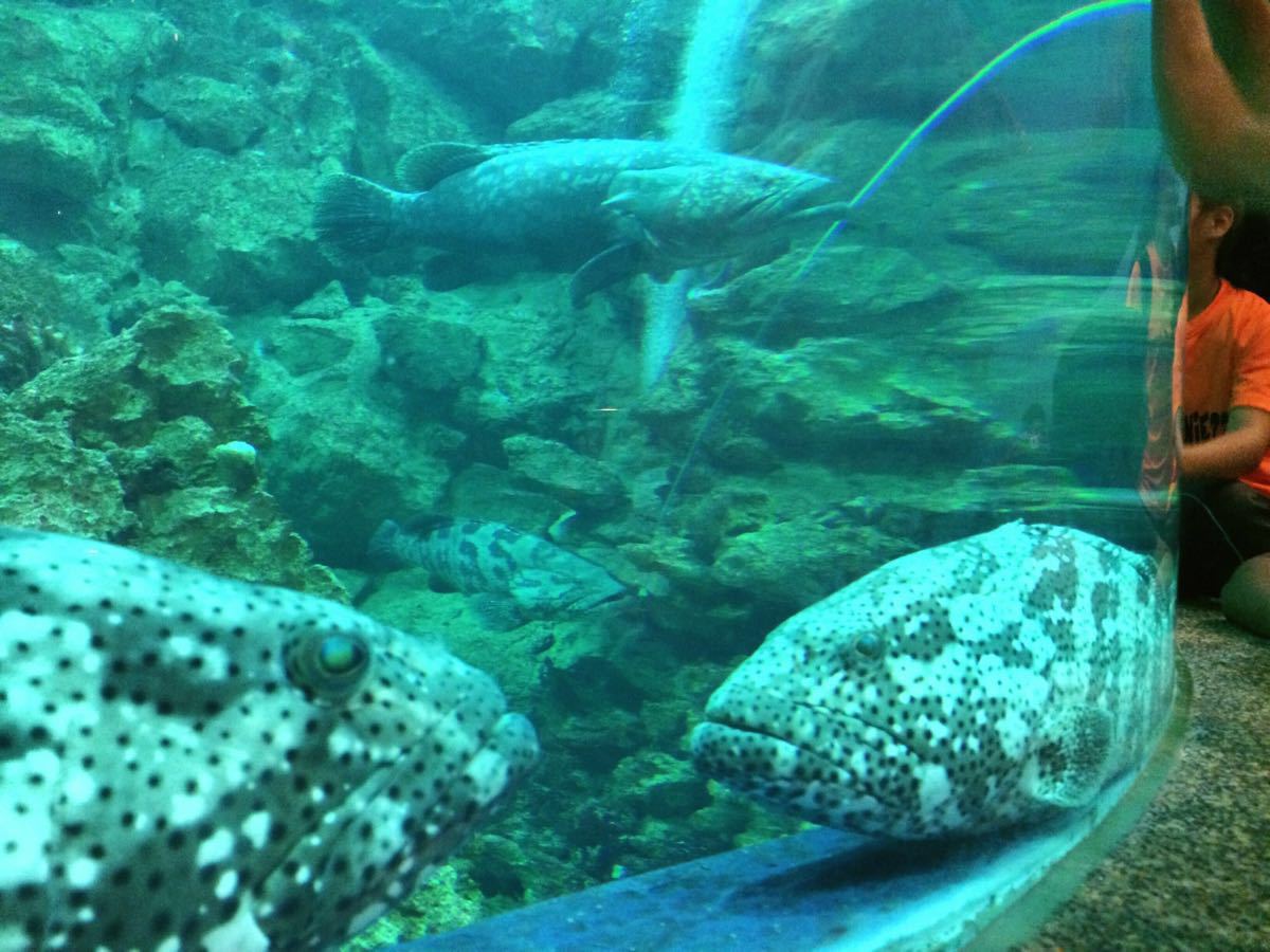 深海水族馆