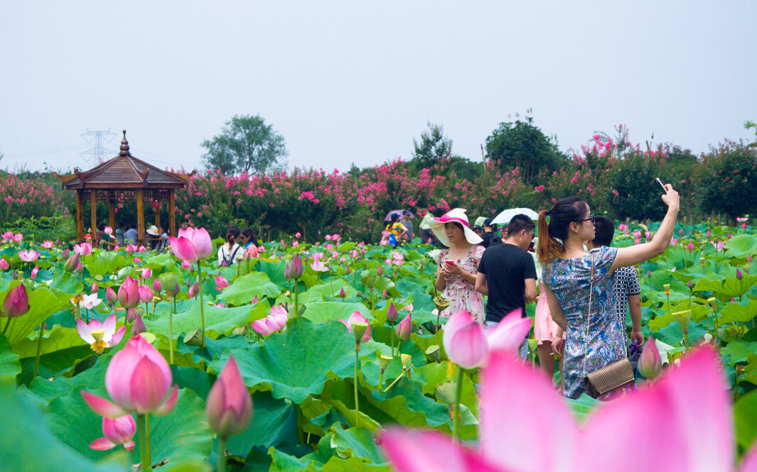 我的田园生态生活之旅——紫薇都市田园