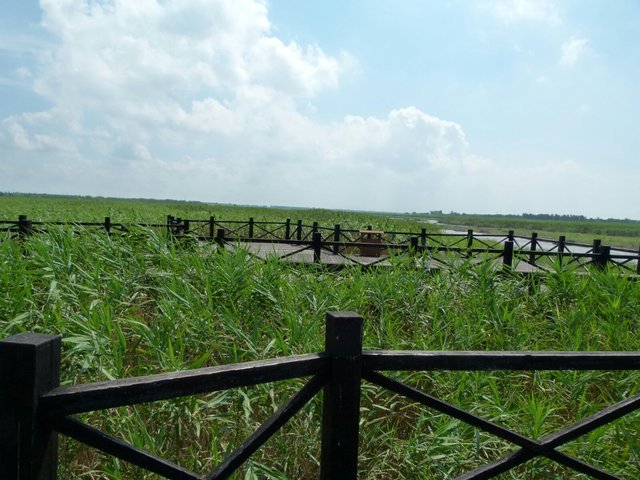 上海园林一日游之——崇明西沙国家湿地公园(七夕特集