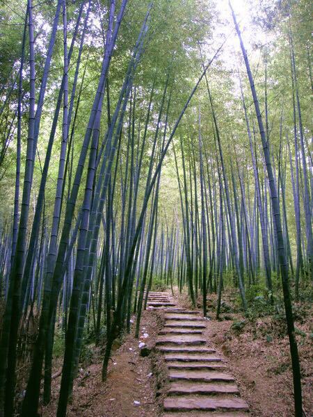 横溪石塘竹海位于江苏省和安徽身的交界处,距南京市区38公里,竹海