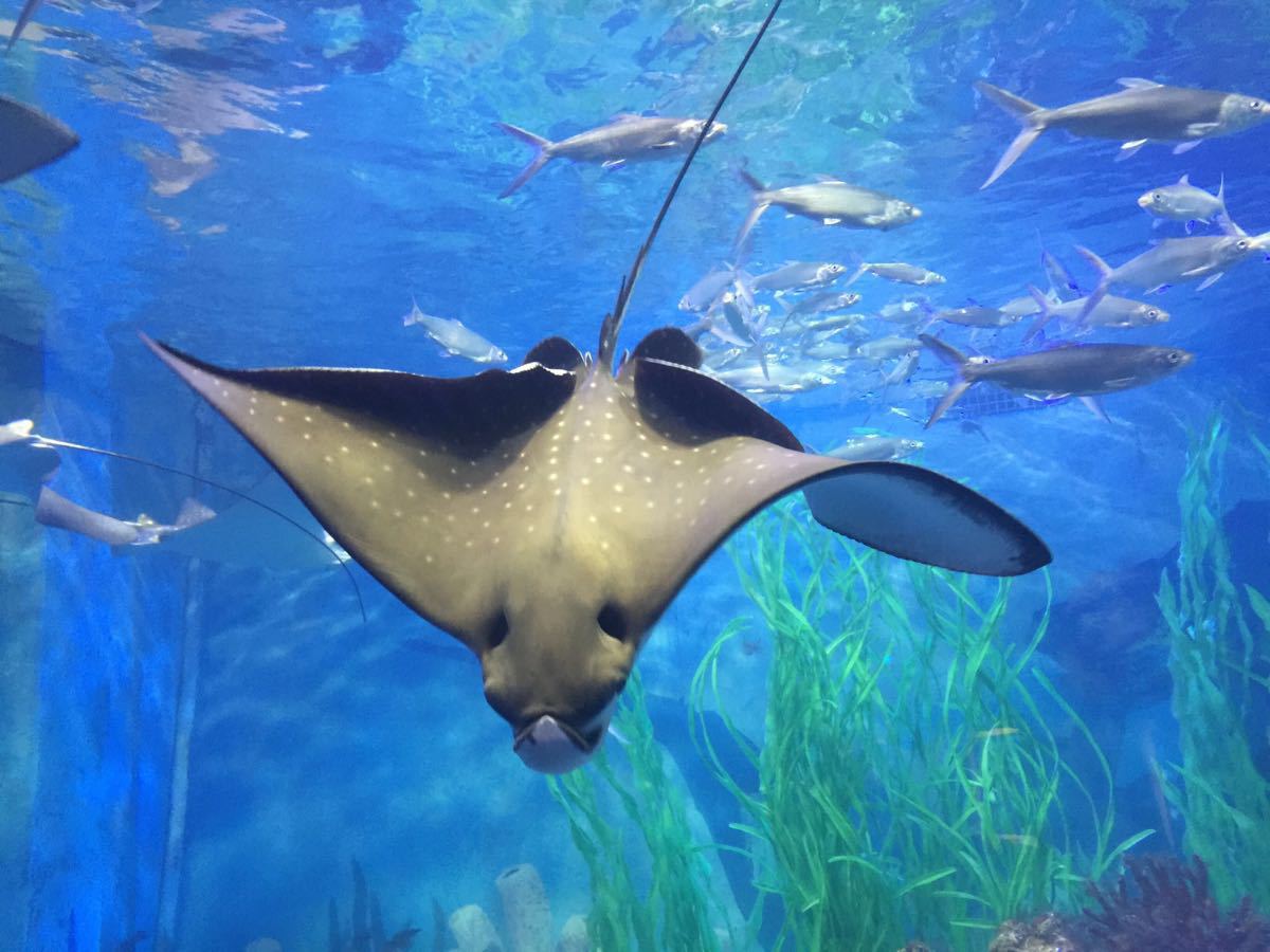 青岛极地海洋世界跟蓬莱海洋极地世界哪个更好