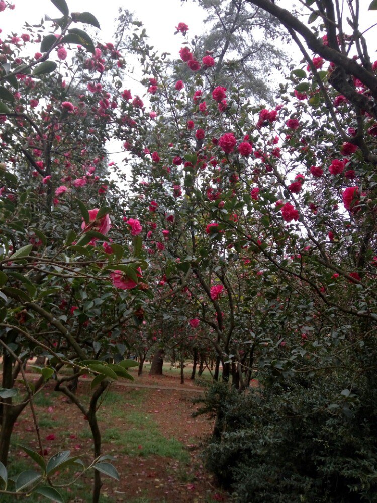 昆明植物园