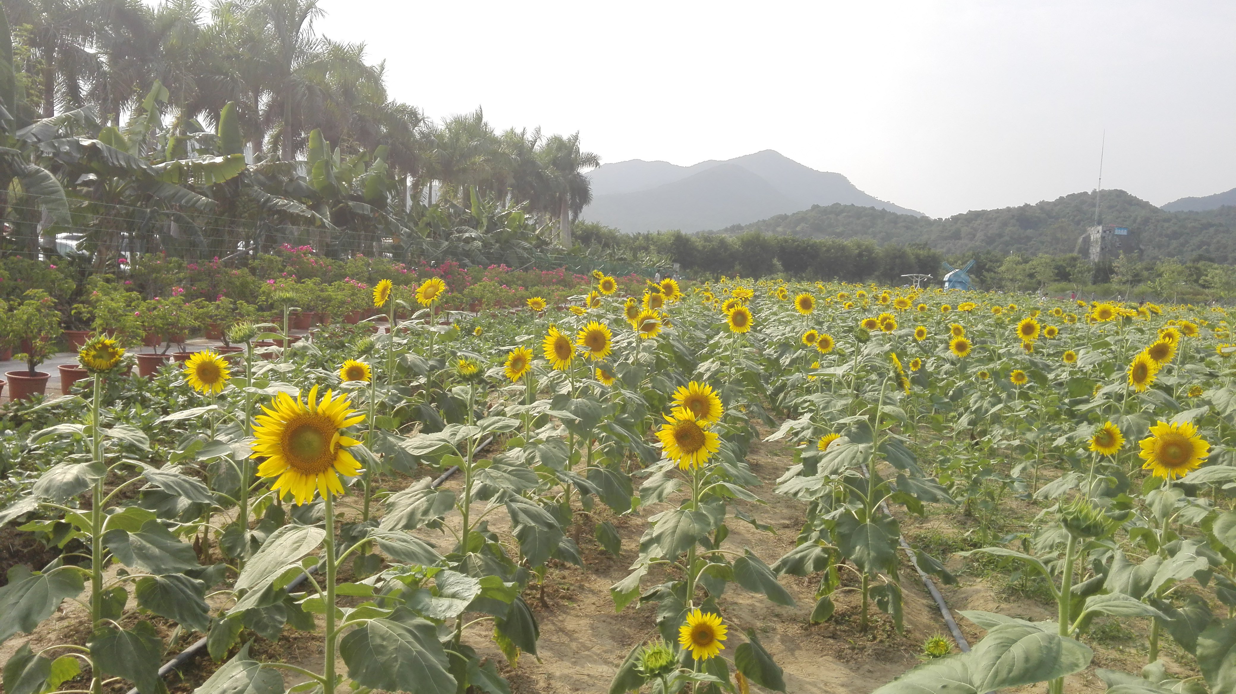 高明盈香生态园