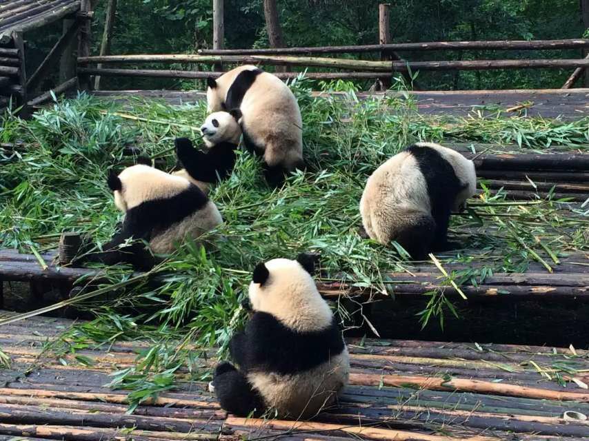 成都大熊猫繁育基地