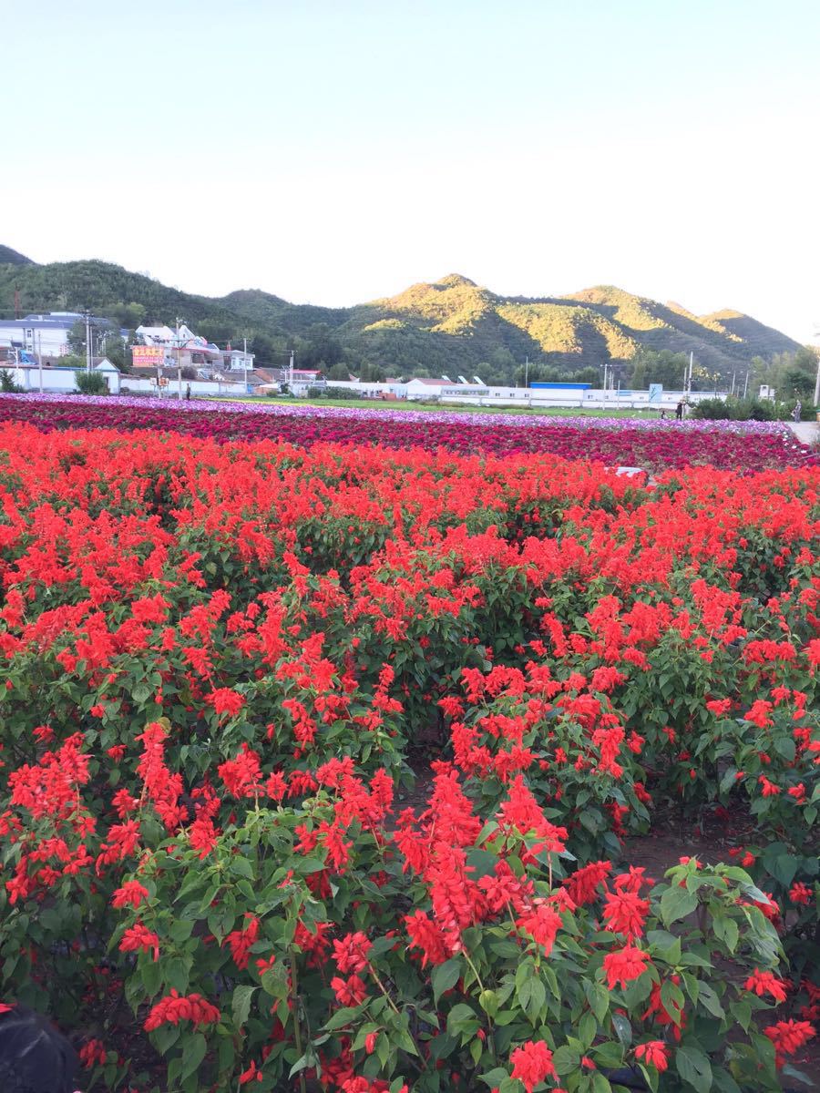 四季花海