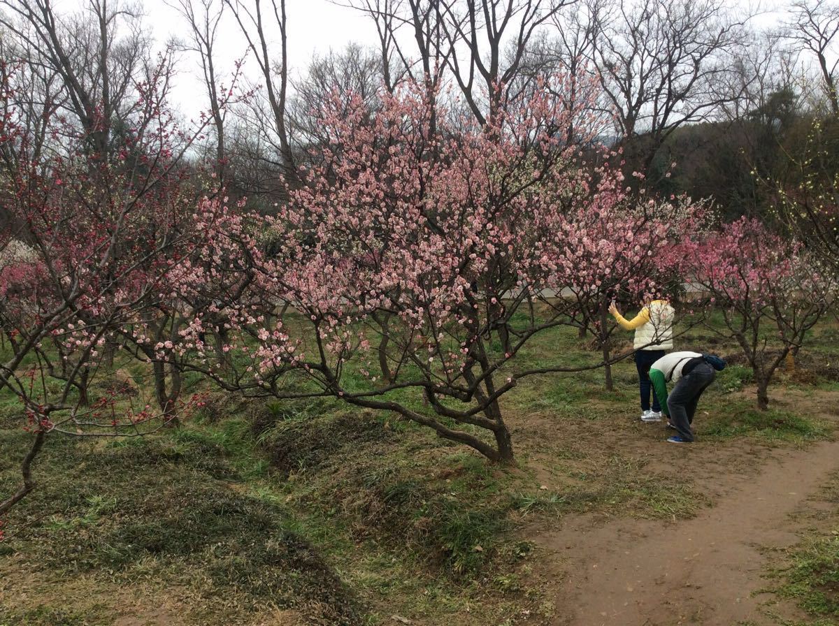 梅花山