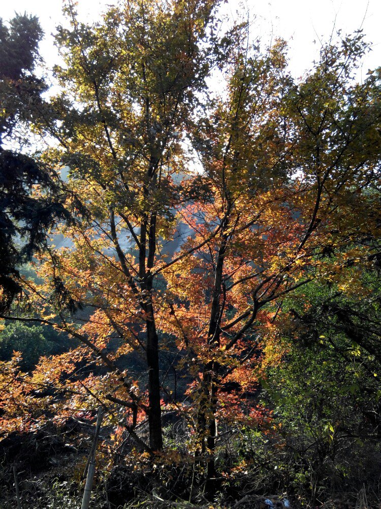 龙岗山属于大罗山山脉,个人觉得秋天去比较好点,山上的树叶五彩缤纷.