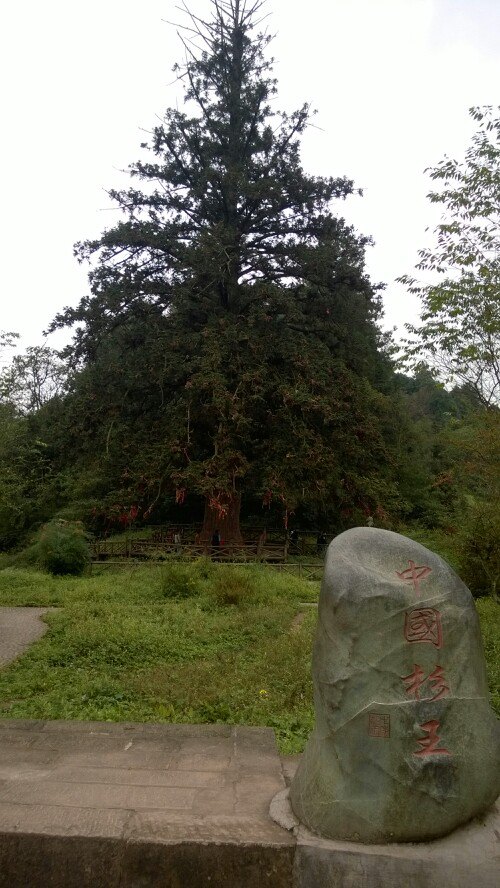 贵州习水〔中国杉王