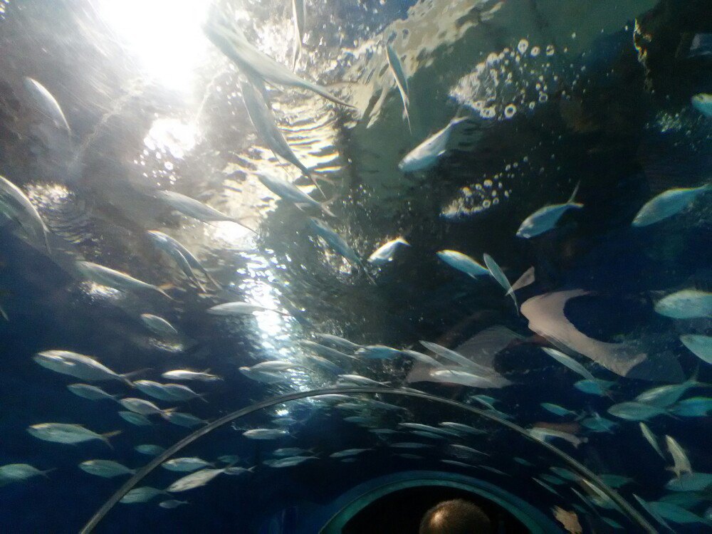 上海海洋水族馆