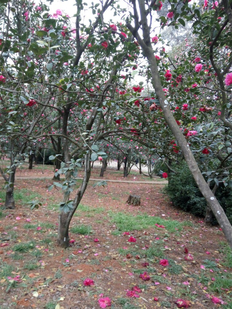 2019昆明植物园_旅游攻略_门票_地址_游记点评,昆明