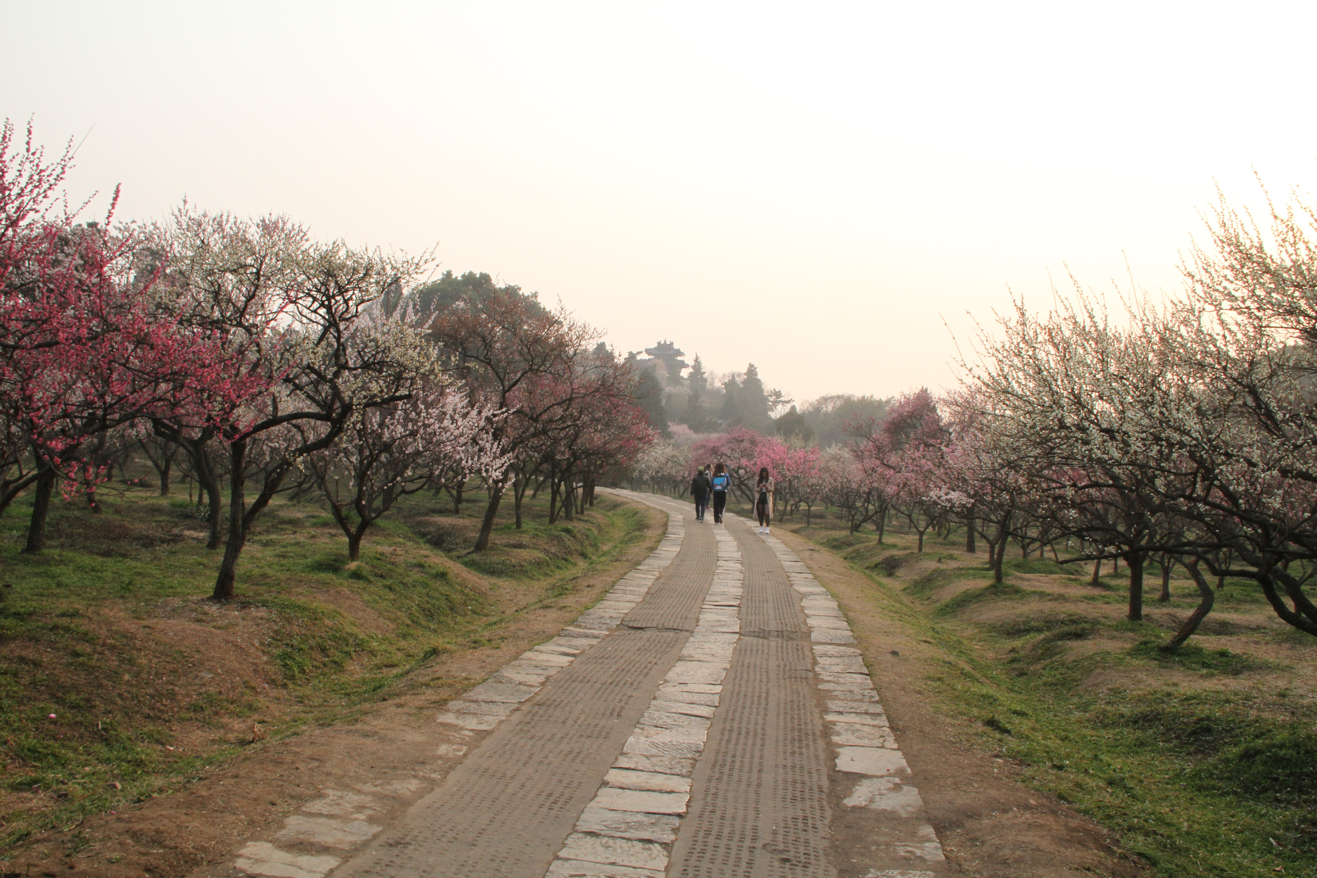 梅花山