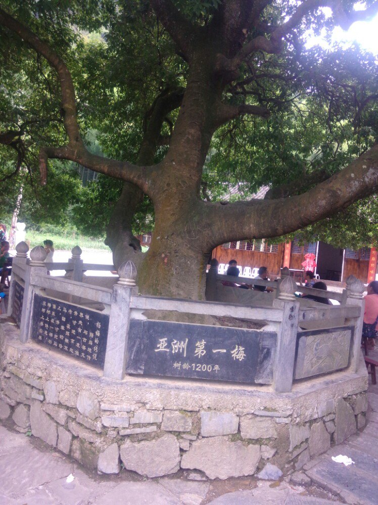 来凤杨梅古寨景区