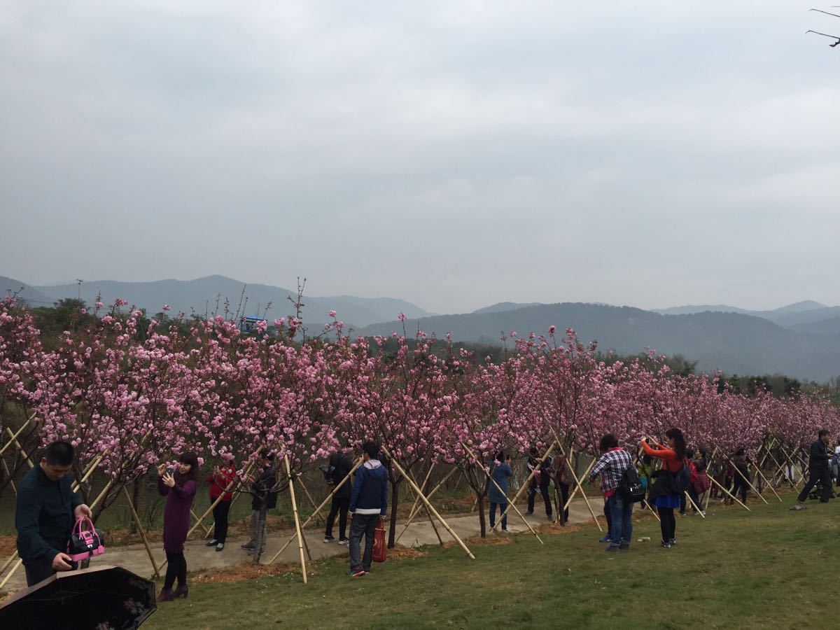 从化区天适樱花悠乐园攻略,从化区天适樱花悠乐园门票/游玩攻略/地址