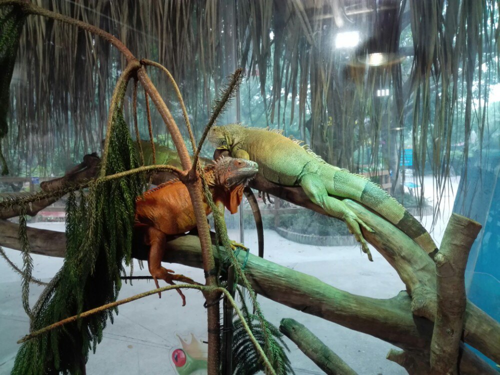 广州鳄鱼公园