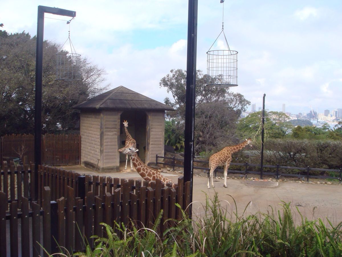 塔龙加动物园