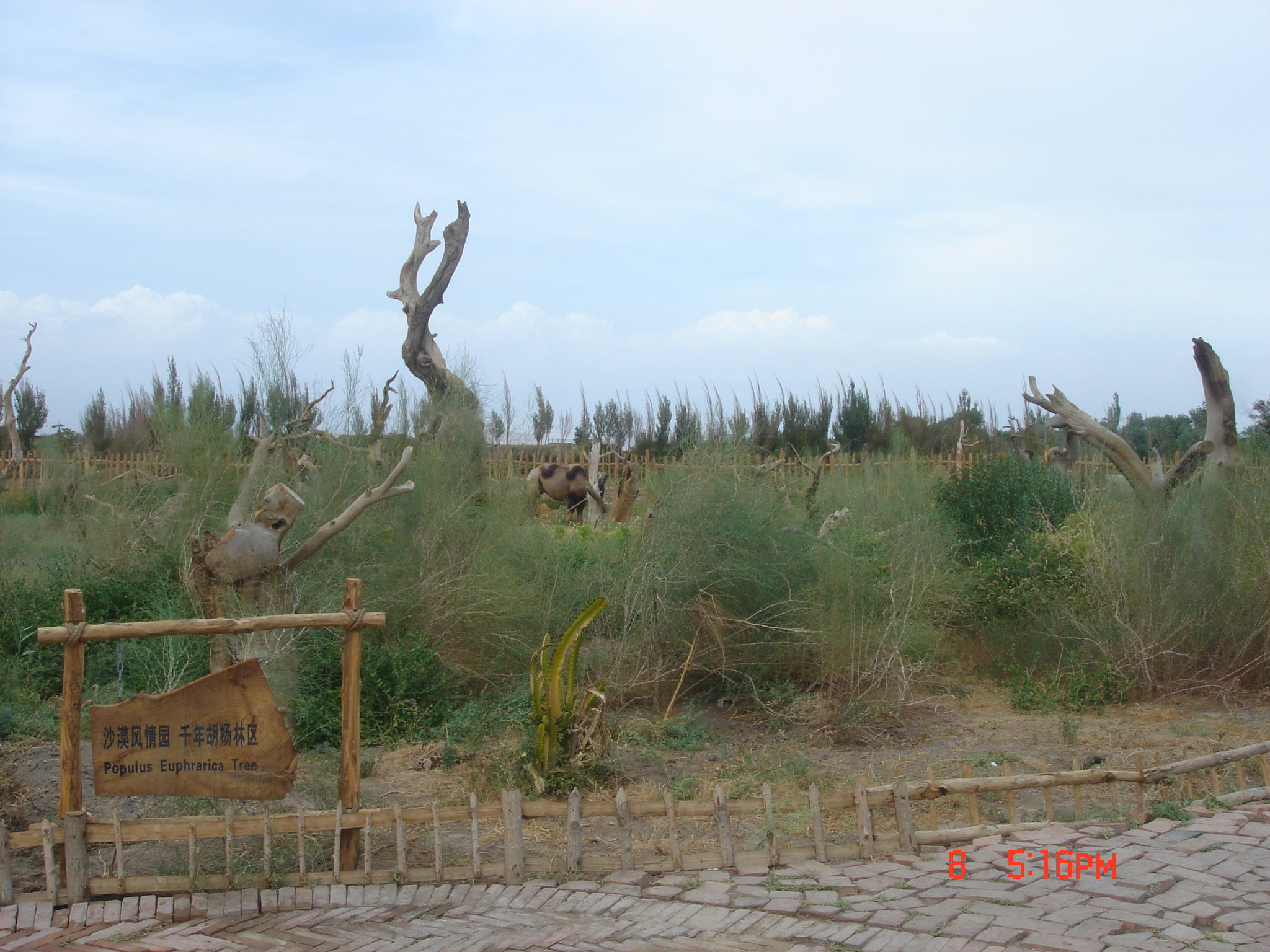 2018沙漠植物风情园_旅游攻略_门票_地址_游记点评,吐鲁番旅游景点