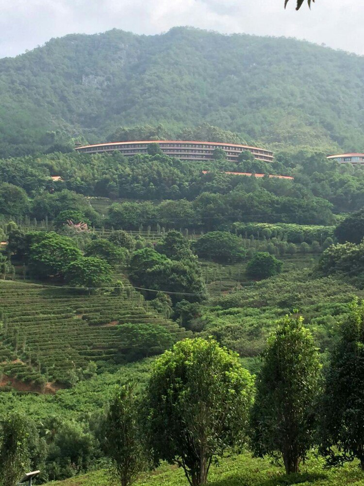 雁南飞茶田景区