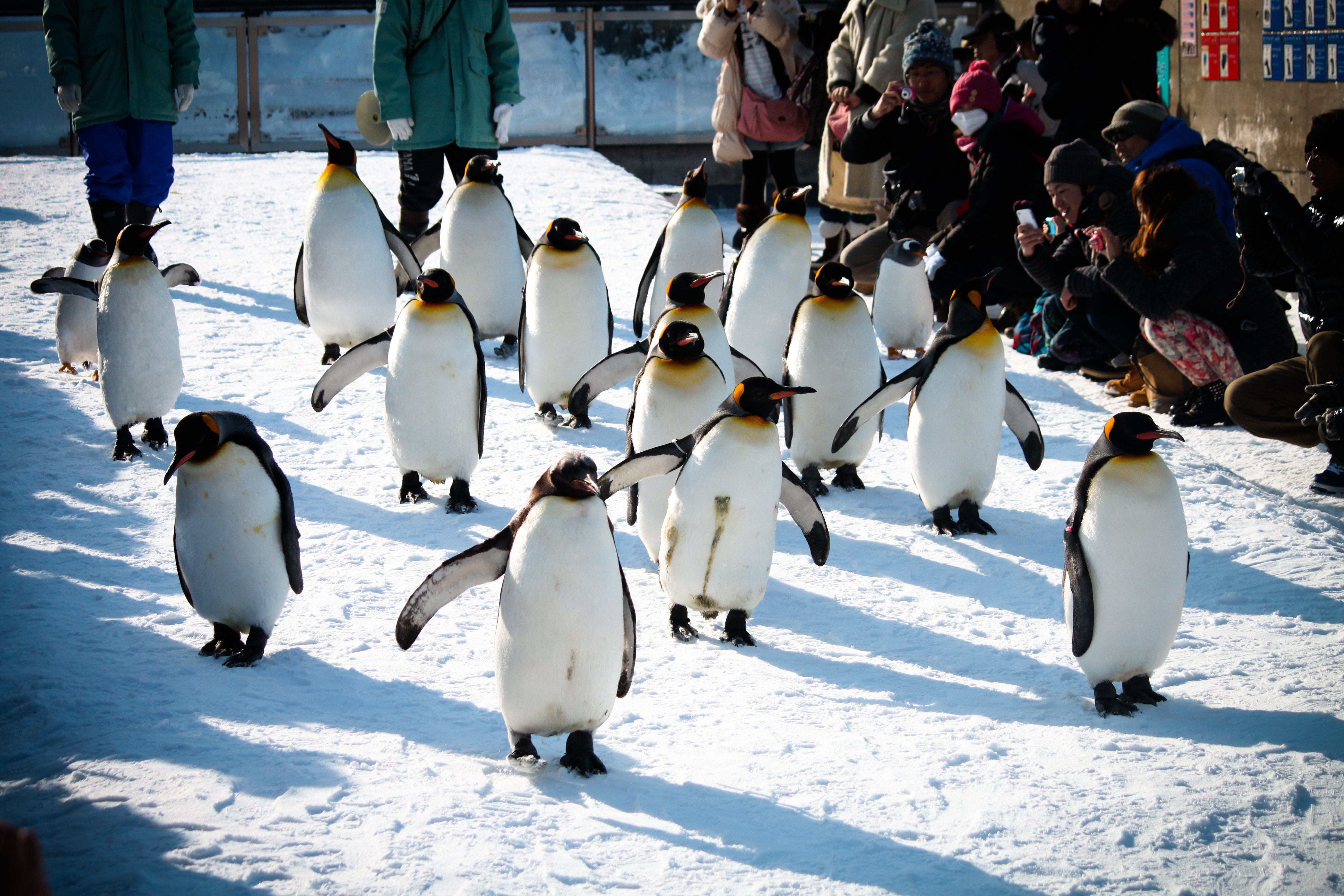 日本北海道7日6晚跟团游(4钻)·旭川动物园 函馆夜景 萌熊牧场 海鲜锅-【携程旅游】