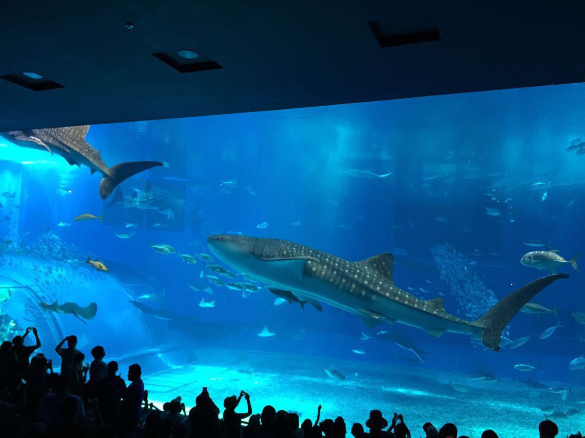 冲绳美丽海水族馆