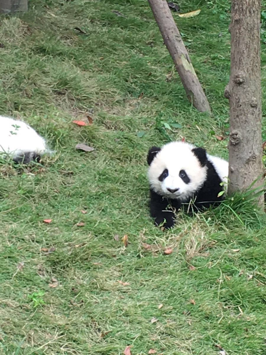 成都大熊猫繁育研究基地