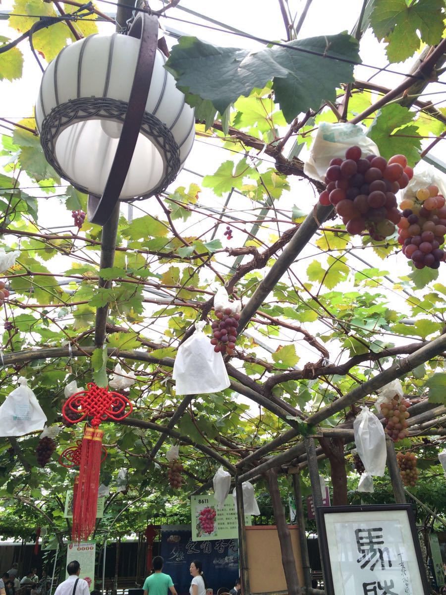 马陆葡萄主题公园