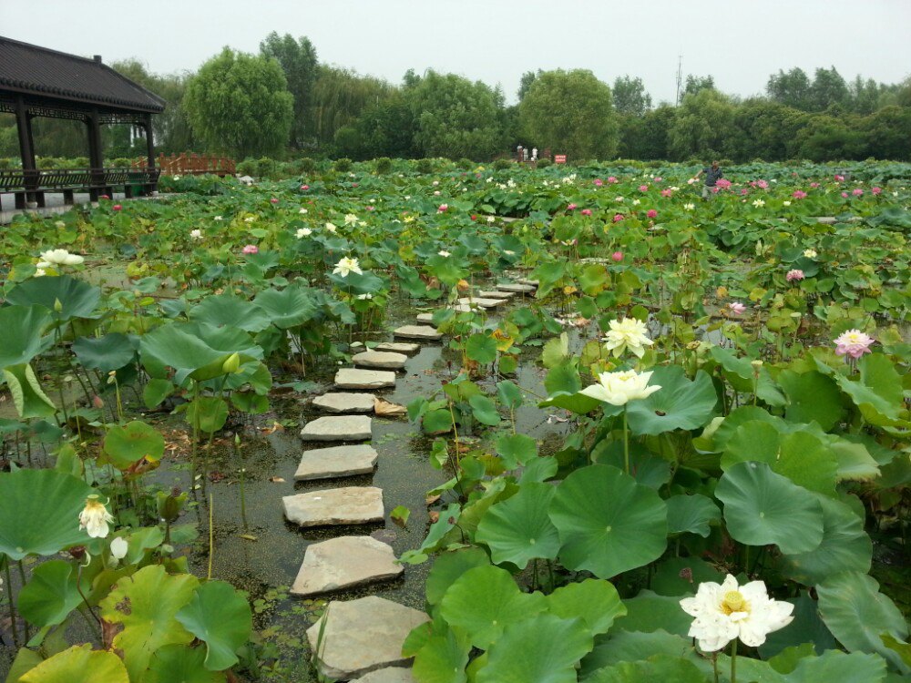 泗洪洪泽湖湿地旅游景点攻略图