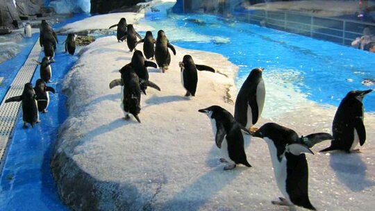 两天半的时间带小孩去成都海昌极地海洋世界、