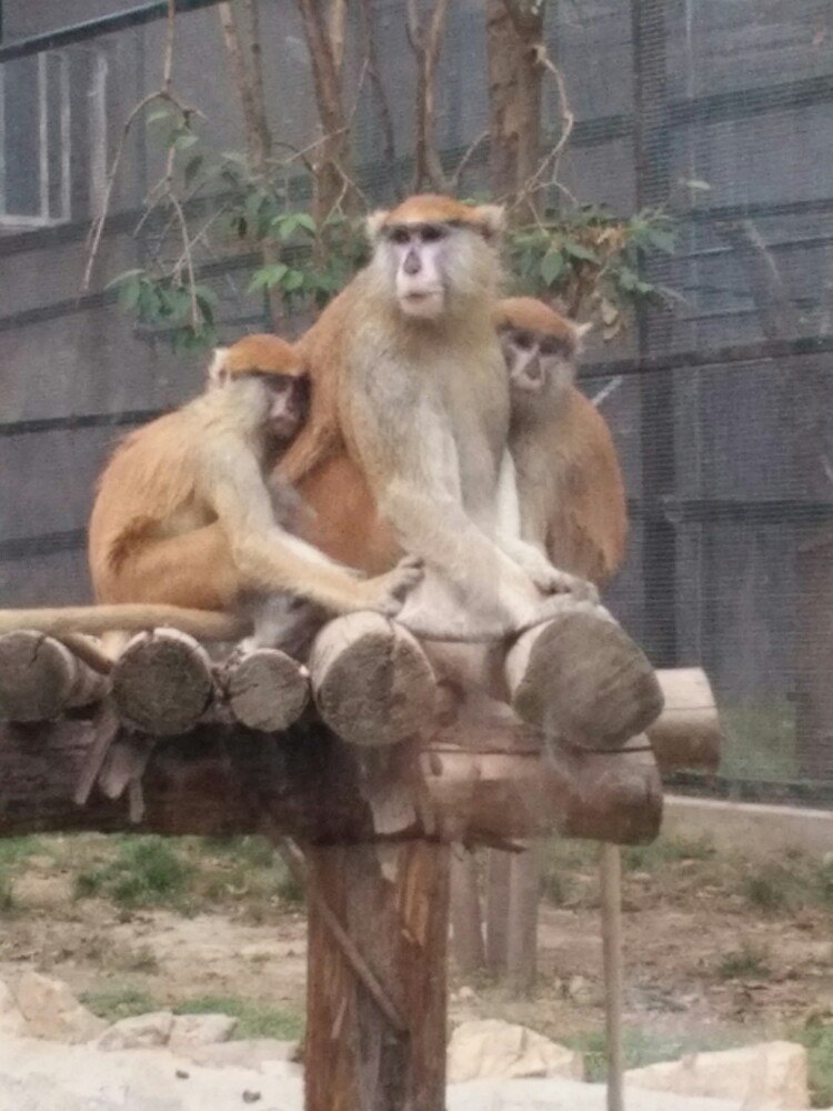 郑州动物园