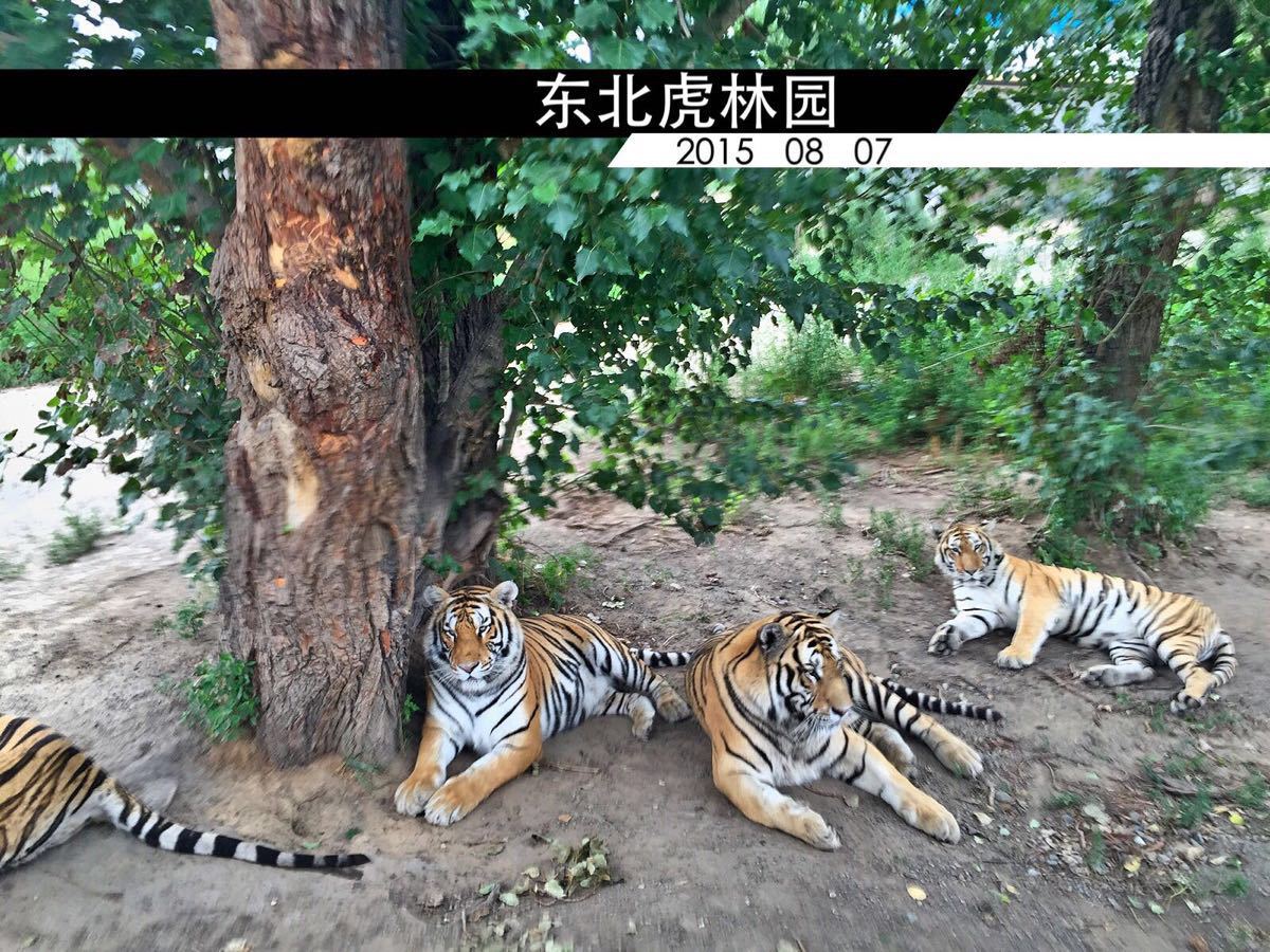 东北虎林园