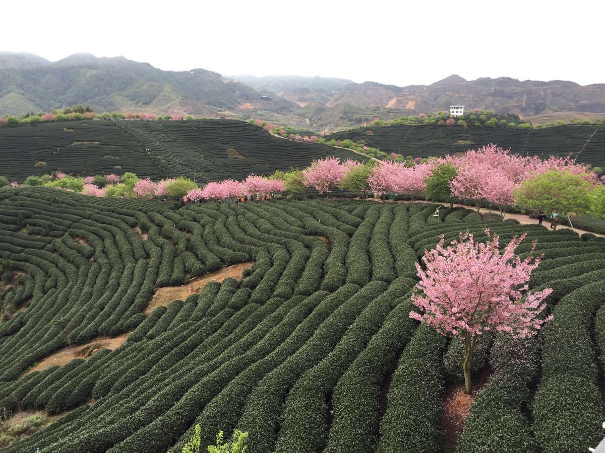 2019永福樱花园_旅游攻略_门票_地址_游记点评,漳平旅游景点推荐 - 去