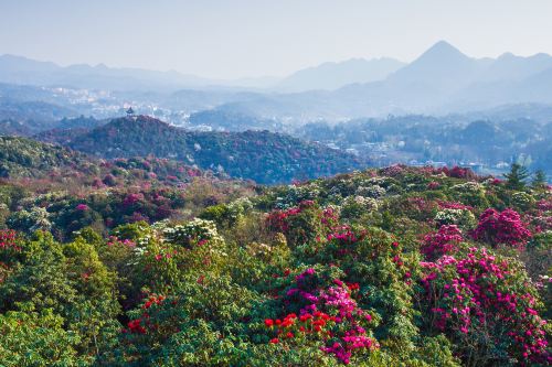 百里杜鹃风景区