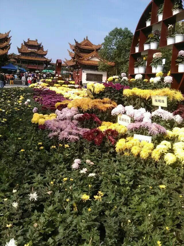 【携程攻略】绵阳富乐山景点,最近菊花展超好看,一是