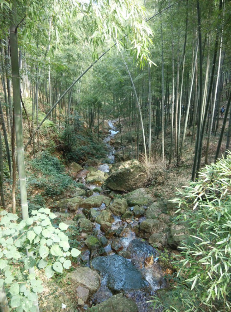 宜兴竹海