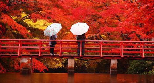 日本京都红叶