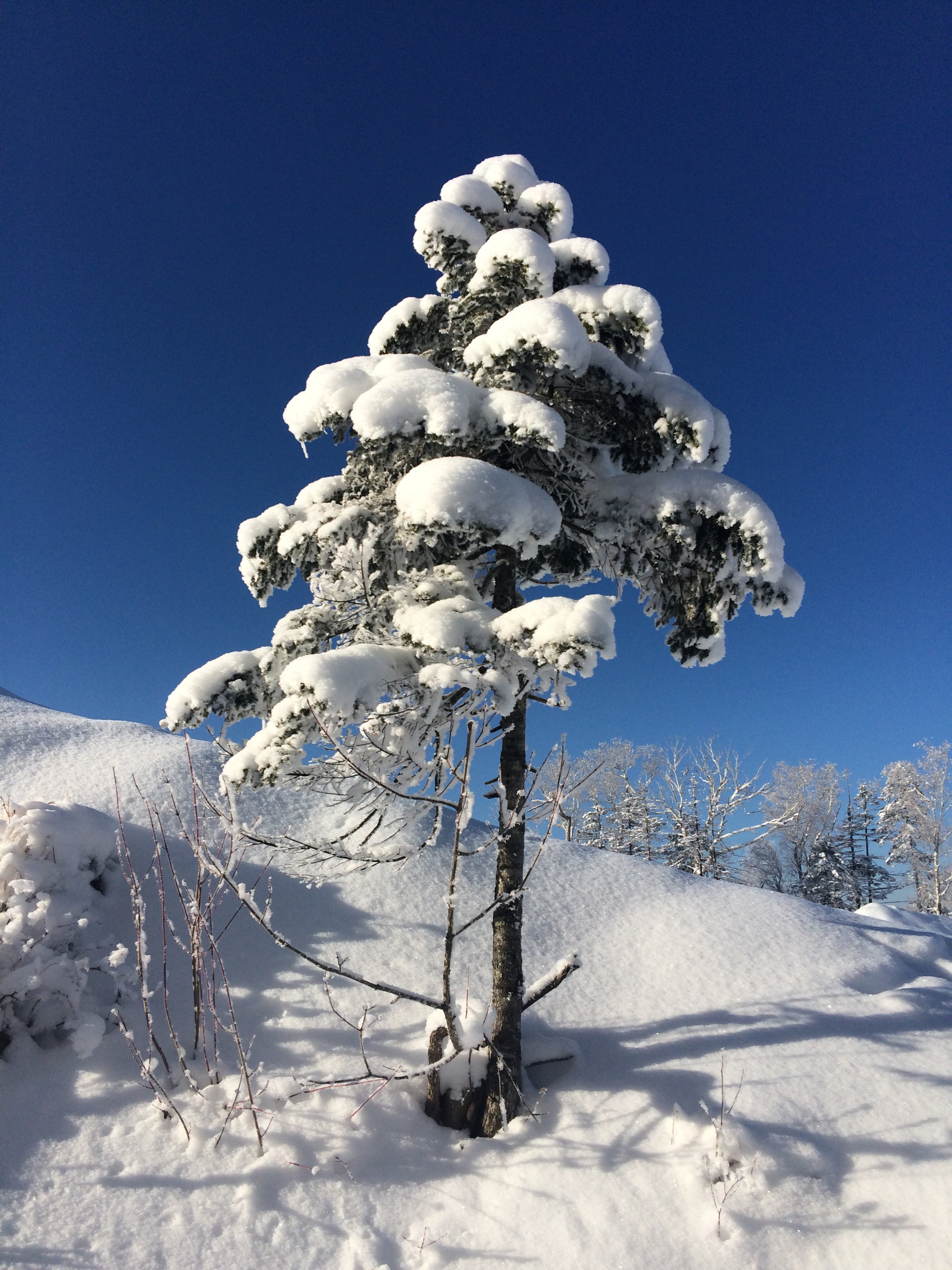 冰雪记忆之亚布力雪乡自由行