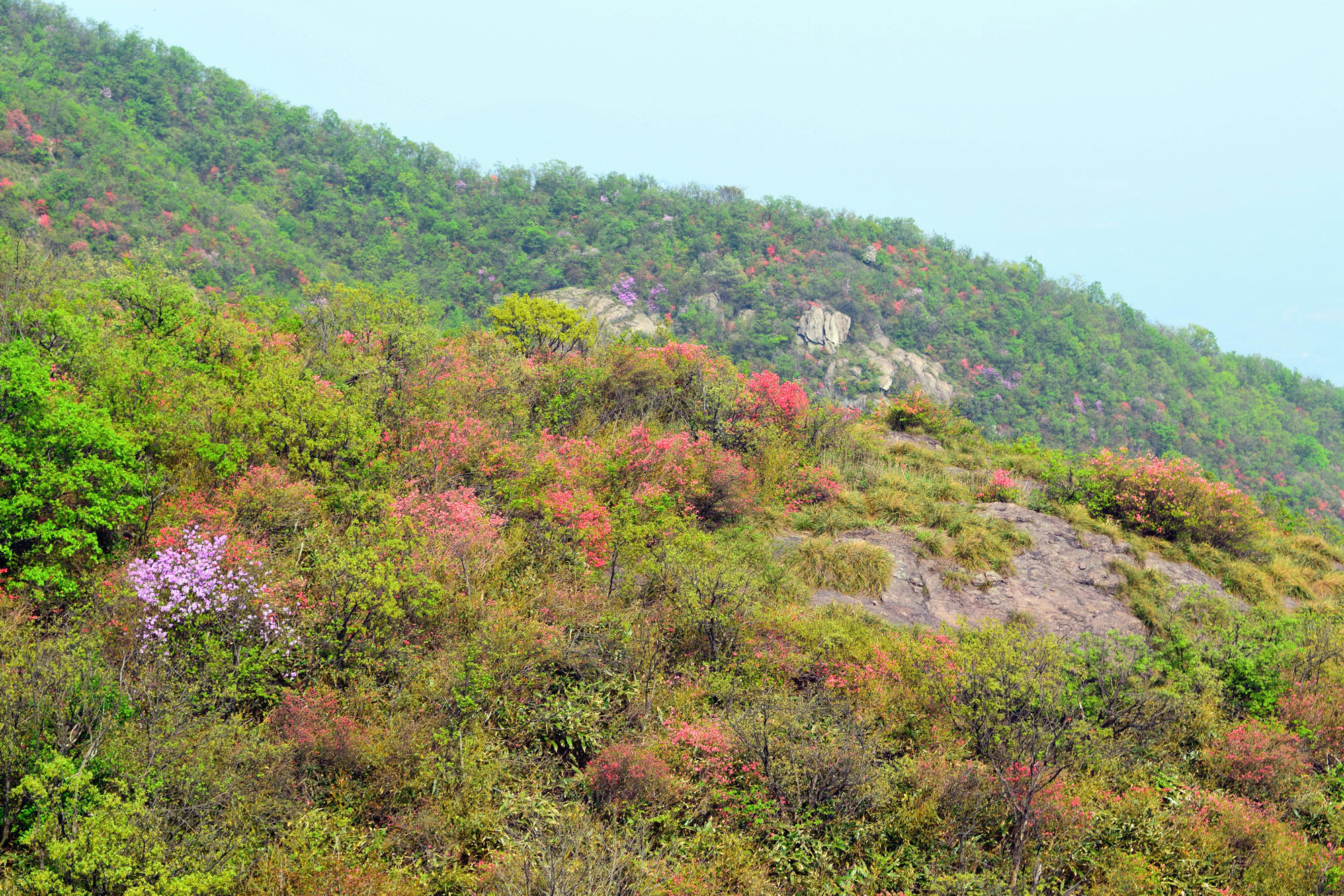 向山进发——杜鹃盛开的鸬鸟山