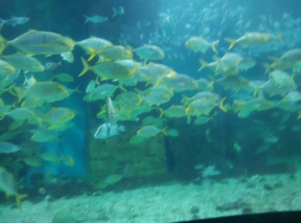 深圳海洋世界好玩吗-深圳海洋世界门票\/深圳小