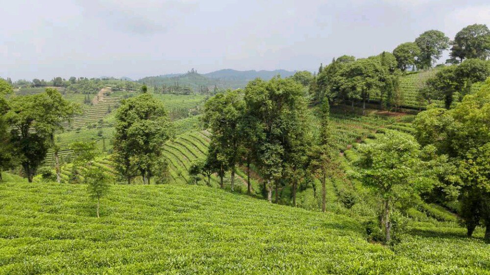 的营盘山,市区内鸿丰客运站(原来这个地方是电工厂)有通往景区的班车