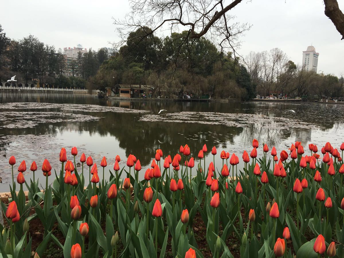 很美的城市公园,免费,兼具历史文化和优美景色的城中公园,到昆明一定