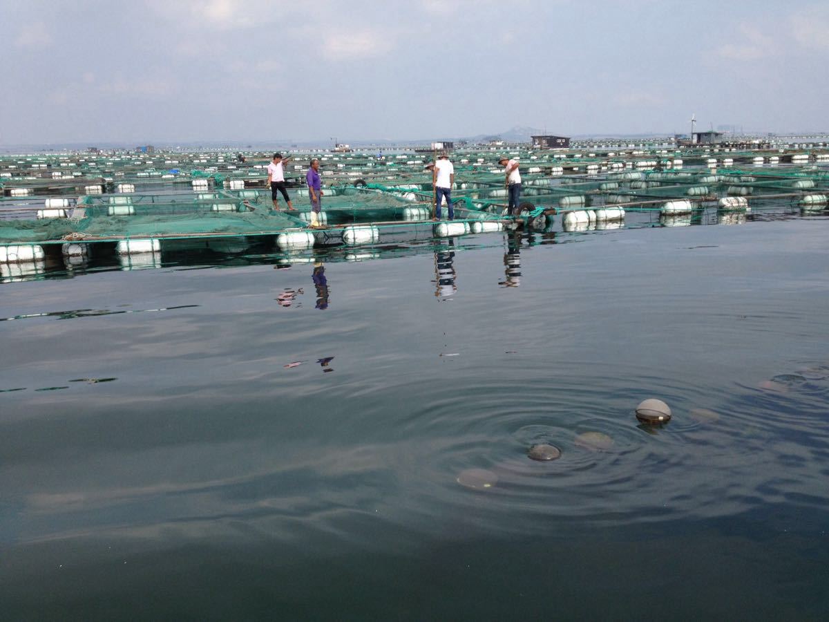 桑沟湾海洋牧场旅游景点攻略图